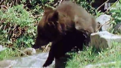 Baby Bear vs. Cougar