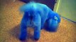 Blue Bichon Frise Dog Hartlepool