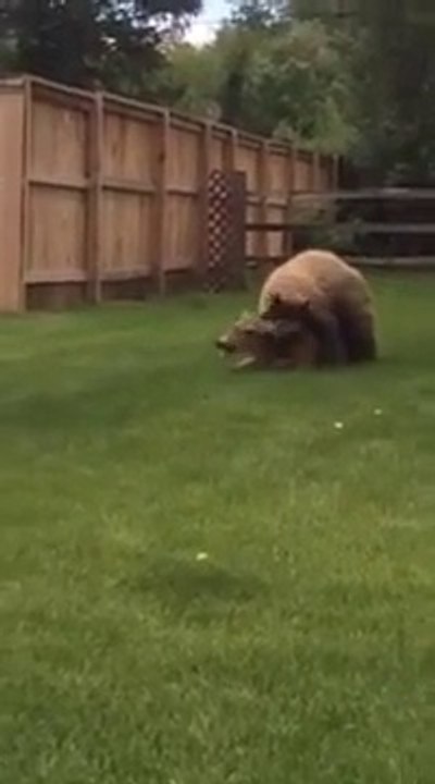 Un ours attaque une biche dans un jardin