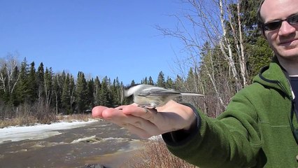 Tame black-capped chickadees