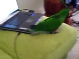 Eclectus Dancing - Mumbles
