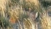 Columbian Sharp-tailed Grouse Dance