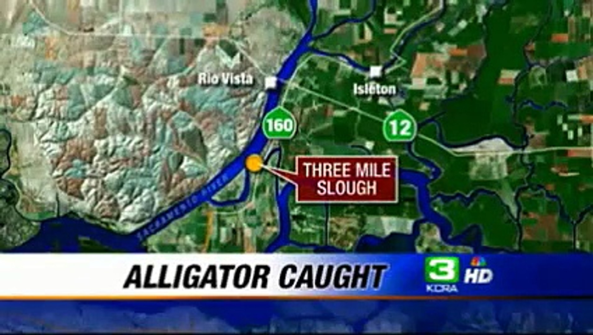Alligator Captured In Delta