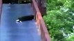 Cute kittens Sliding Down A Slide