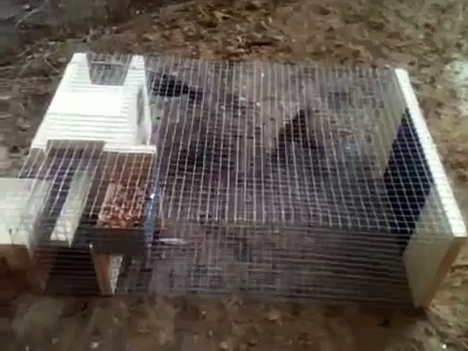 New sparrow trap