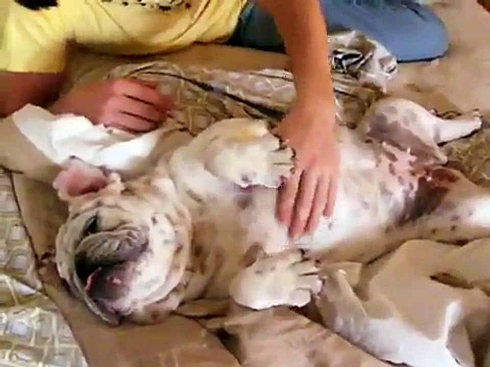 Cutest English Bulldog in the World