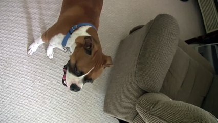 Otis the Boxer Dog - Canon Vixia HV 30