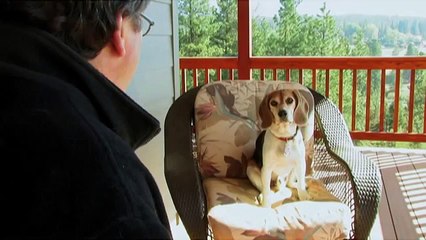 Talking Dog FOR SALE - Cheap!!