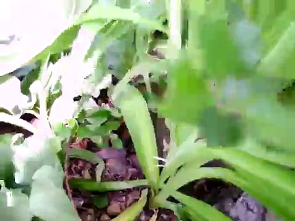 Squirrel with a broken back
