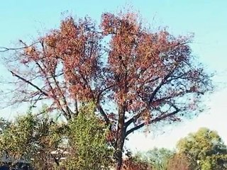 Why you don't top trees