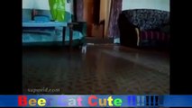 Funny Videos   Funny Cat Videos   Funny Animals Compilation 2015   Funny Vines   Funny Pictures