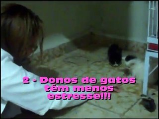 Motivos para você ter gatos em casa.