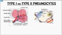 Biology Help: Pulmonary Alveoli - Cells of Alveoli - Type 1 - Type 2 - Pneumocytes - Macrophages