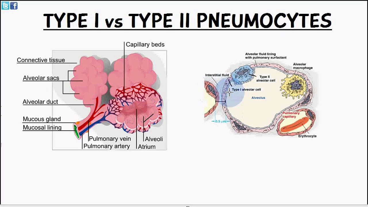 biology-help-pulmonary-alveoli-cells-of-alveoli-type-1-type-2