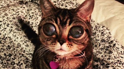 Meet Matilda, The "Alien Cat"