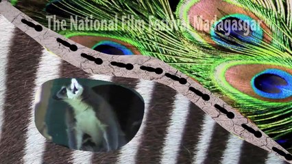 Lemur Catta (Ring-Tailed Lemur): Habits and Habitat