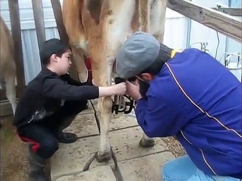 Milking our Jersey Cow by milking machine