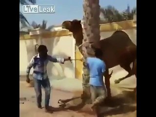 Angry Camel  tries to bite mans head