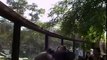 SinZoo Argentina - Oso pardo alimentado por el publico en el zoológico de Buenos Aires.