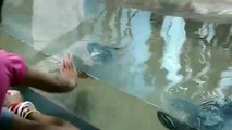 SinZoo Argentina - Tortugas molestadas en las peceras en el Zoológico de Buenos Aires.