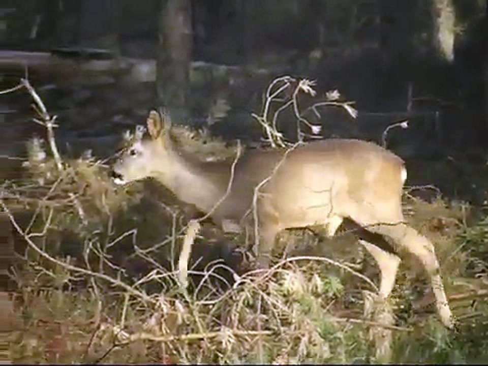 Bye bye Winter Veluwe