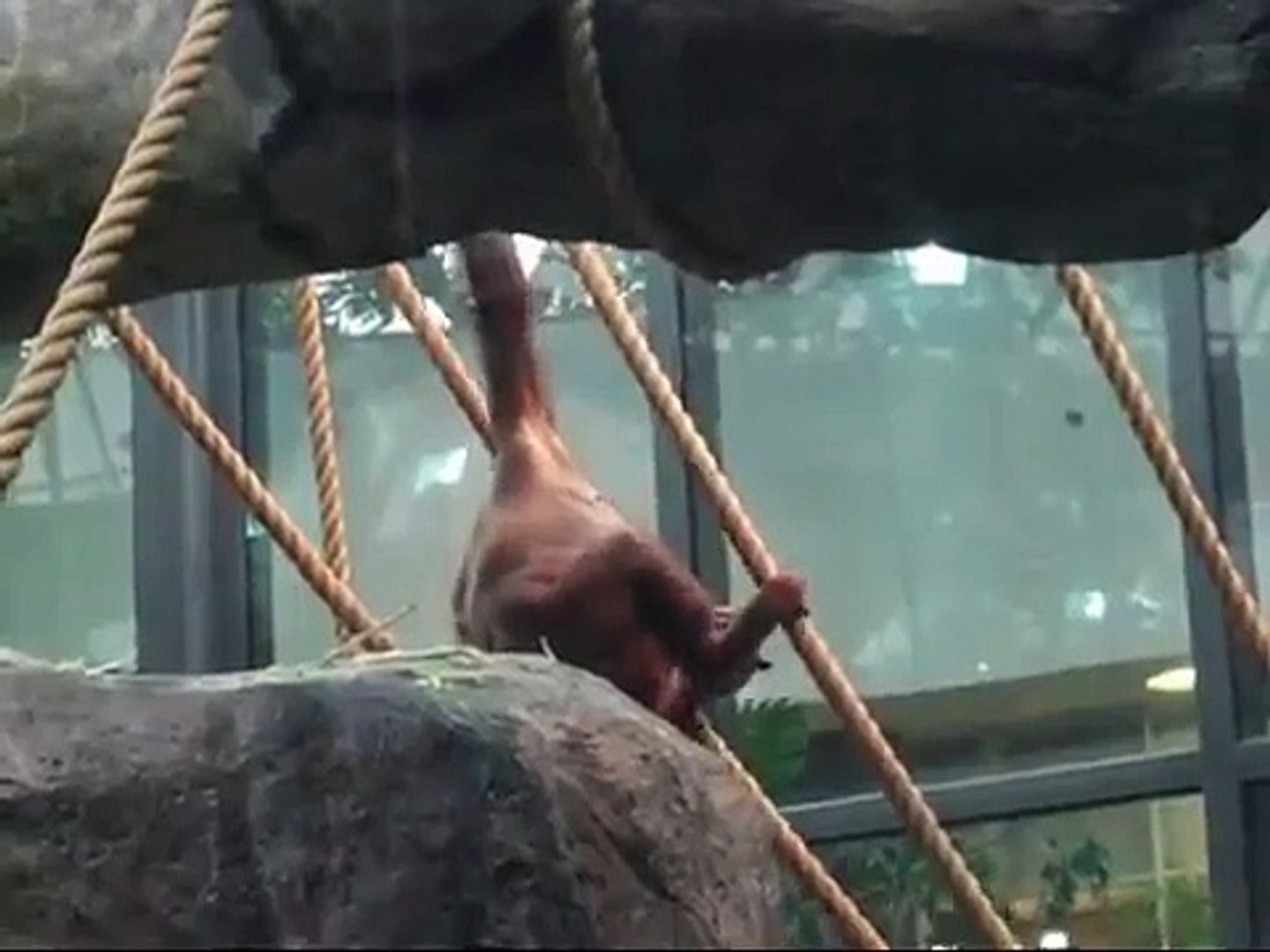 Bornean Orangutans in Rainforest, Cleveland Zoo