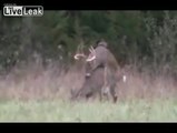 Deer Shot While Having Sex