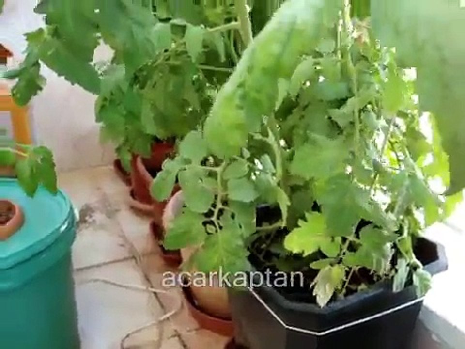 TOPRAK İLE TOPRAKSIZ TARIM SİSTEMİNDE  DOMATES YETİŞTİRME.wmv