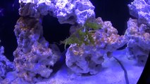 Innovative Marine Nuvo Fusion - Day 8