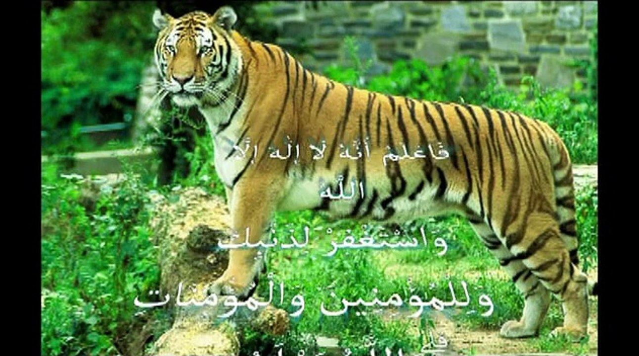 miracle d'Allah dans l'univers معجزة الله في الكون