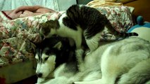 purring cat massaging husky with her paws