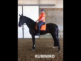 Rubiniro met Marco en Alie Vegter. Clinics Paard & Leven op 9 mei (KNHS te Ermelo)