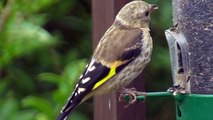 Juvenile Goldfinch - Jeune Chardonneret élégant