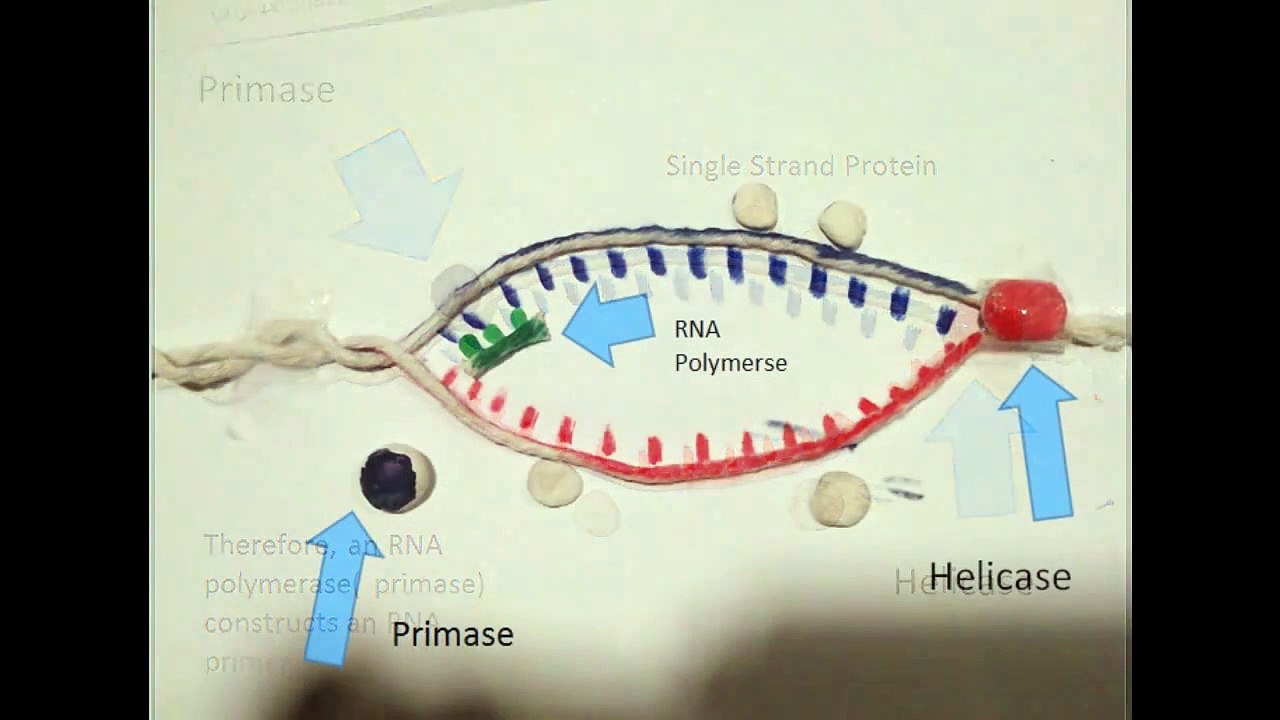 DNA replication