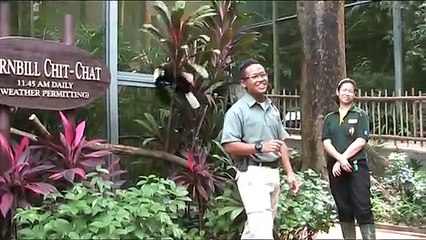 Hornbill ChitChat @ Jurong Bird Park Singapore