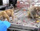 funny video clip - dog and monkey playing