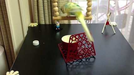 【セキセイインコの】トリック発表会 総集編【ミニミニバードショー3】