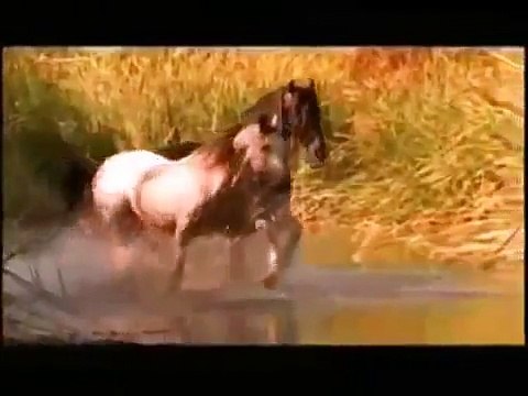 Красивое видео. Самые умные, красивые и грациозные! Лошади!!!