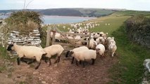Crazy sheep stampede in Devon