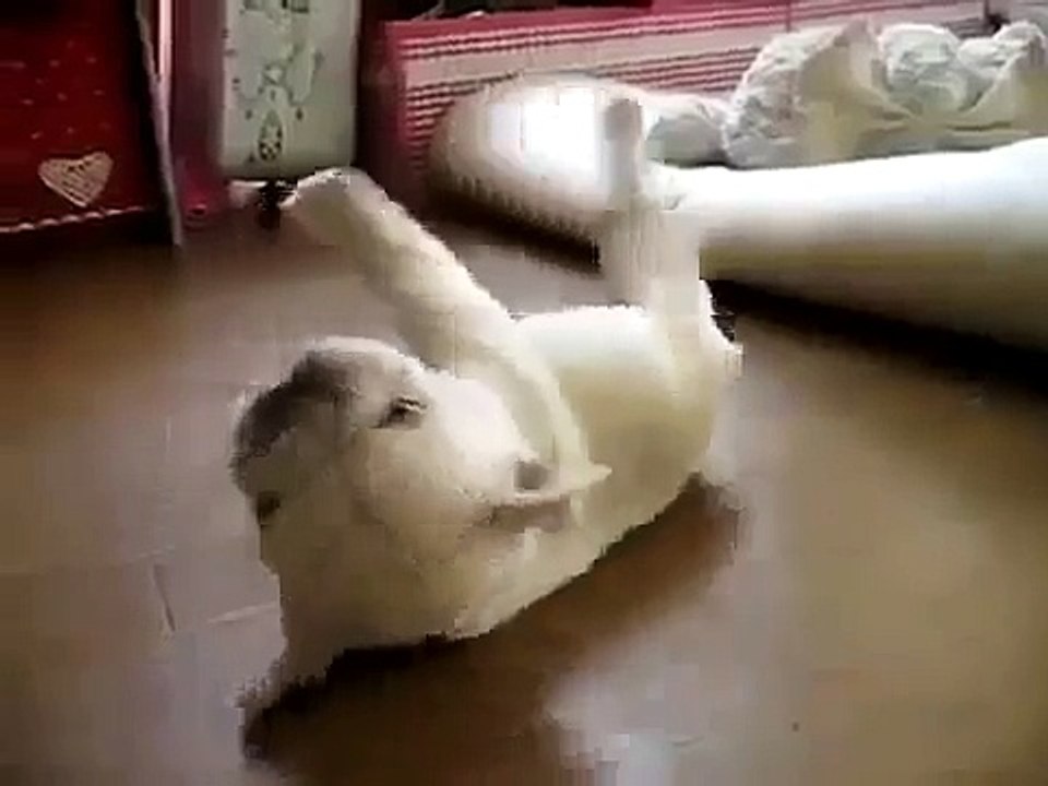Video Chú chó ngộ nghĩnh  Funny dog Hót clip vui hay mới nhất 2014