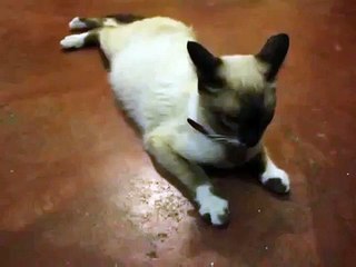 Como saber si una gata esta en epoca de celo