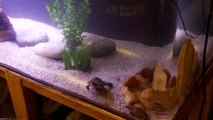 90 Gallon Acrylic turtle tank with sand and 4 Peppered Cory catfish