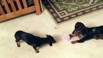 Dog loves toy so much she cries even after she gets it!