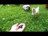 Chickens Eating Berries