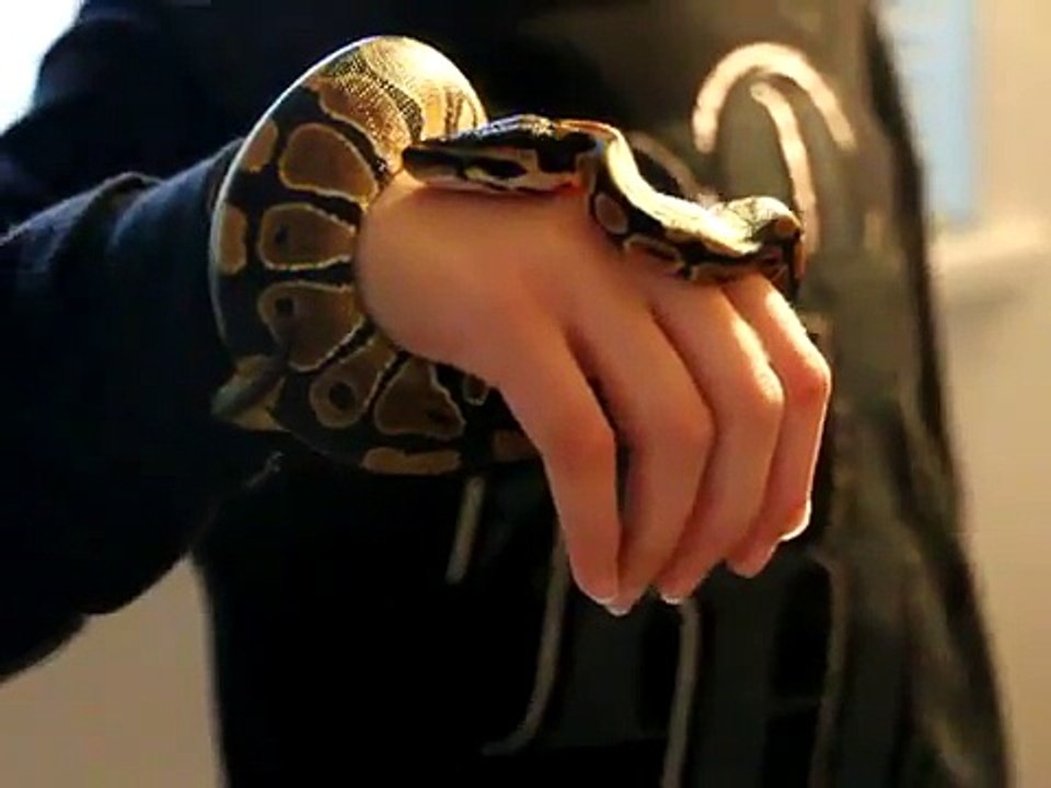update on my pet ball python, king