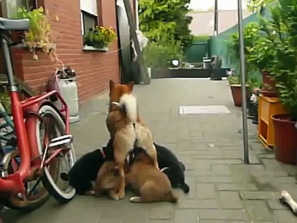 Yakujo Shibas - July 23 / 03 -- The pups drinking moms milk, Snoopy's the thirstiest