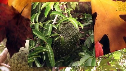 Platinum Soursop Graviola