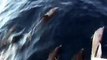 Blue Whales, Risso and Common Dolphin