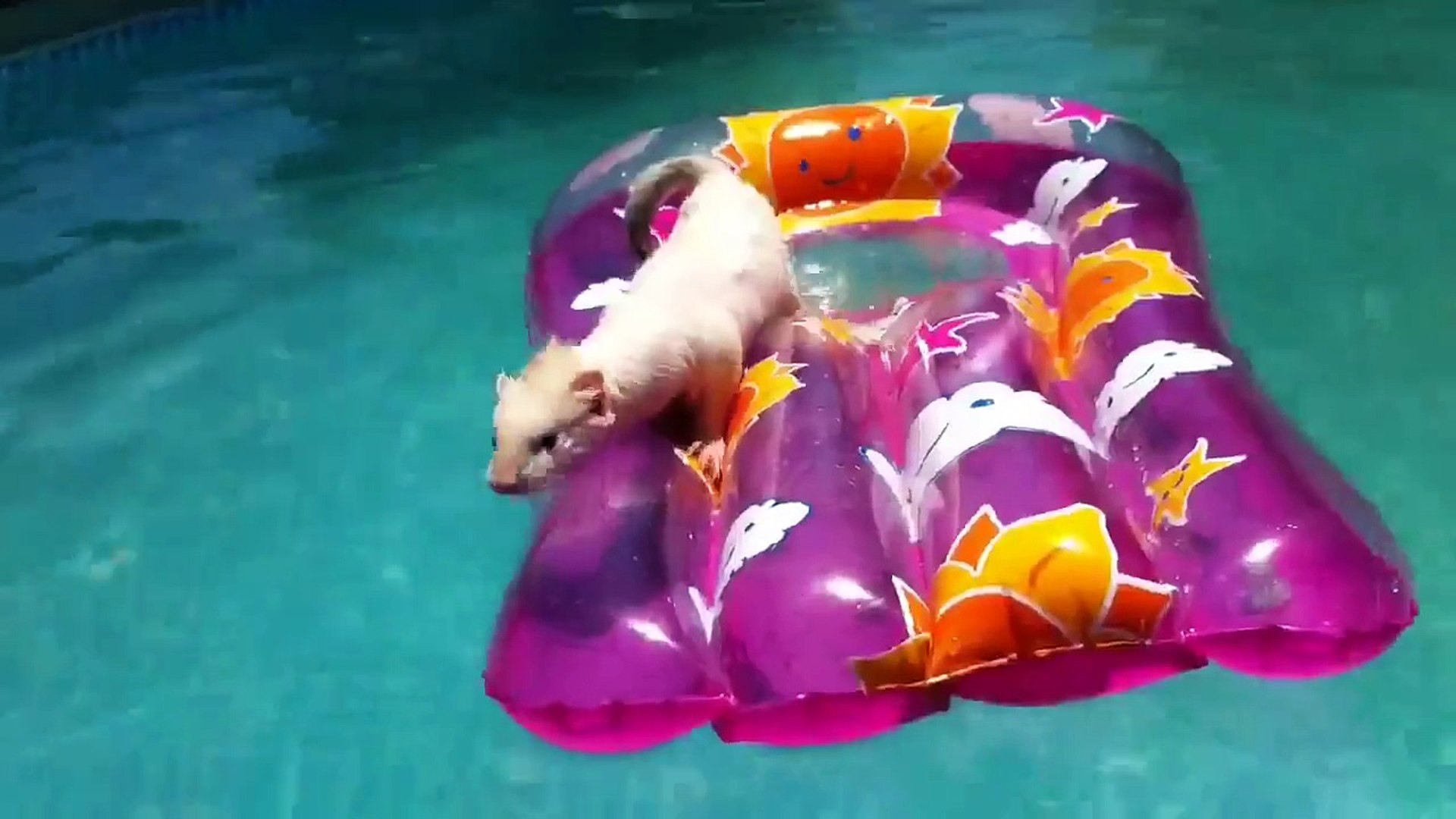 ⁣Ferret Swims in Pool Cute