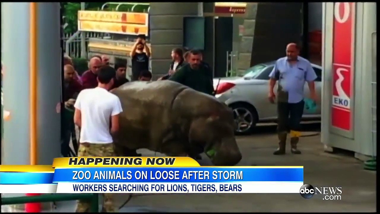Floods Destroy Zoo, Sending Dangerous Animals on the Loose